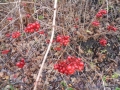 sam_0496